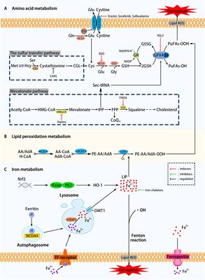 The Mechanism of Ferroptosis and Applications in Tumor Treatment